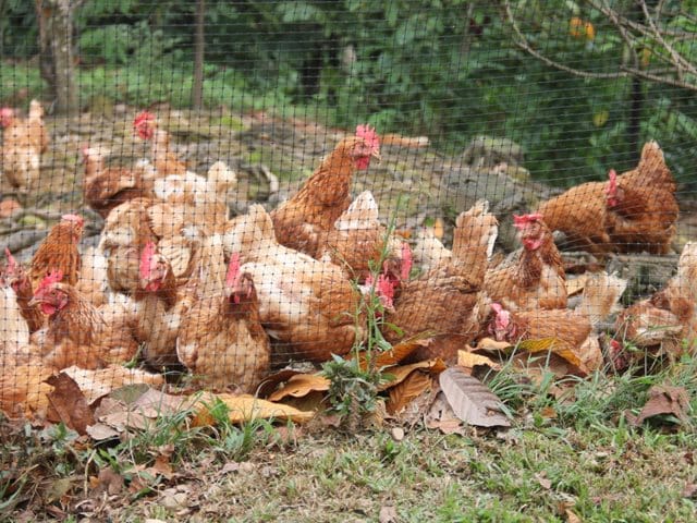 ICA trabaja en vigilancia y control contra la influenza aviar