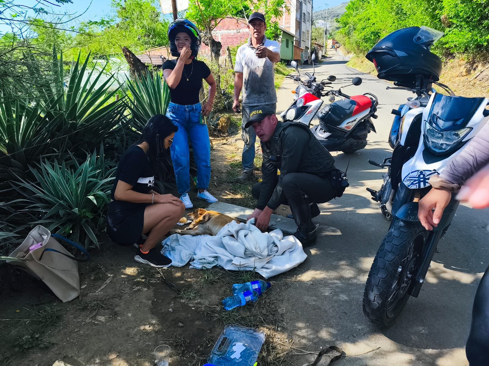 Policía en Santander rescata a mascota luego de ser arrollada por un vehículo