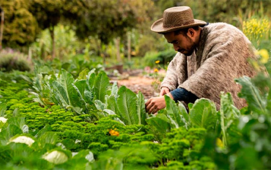 Senado analiza proyecto de ley para “preservar la cultura campesina”
