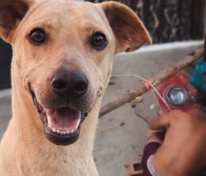 Bucaramanga, ejemplo nacional por investigación del caso de la perrita muerta a manos de su dueño