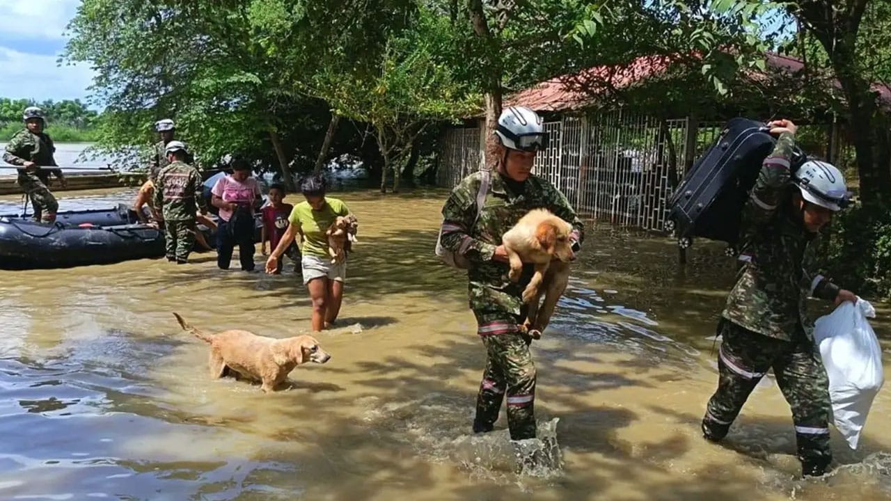 ¡Párele bolas! Crean red de apoyo para salvar a los animalitos que se encuentra en zonas de desastres naturales