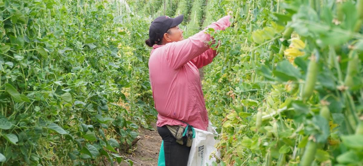 Van $147.000 millones en subsidios para el campo colombiano