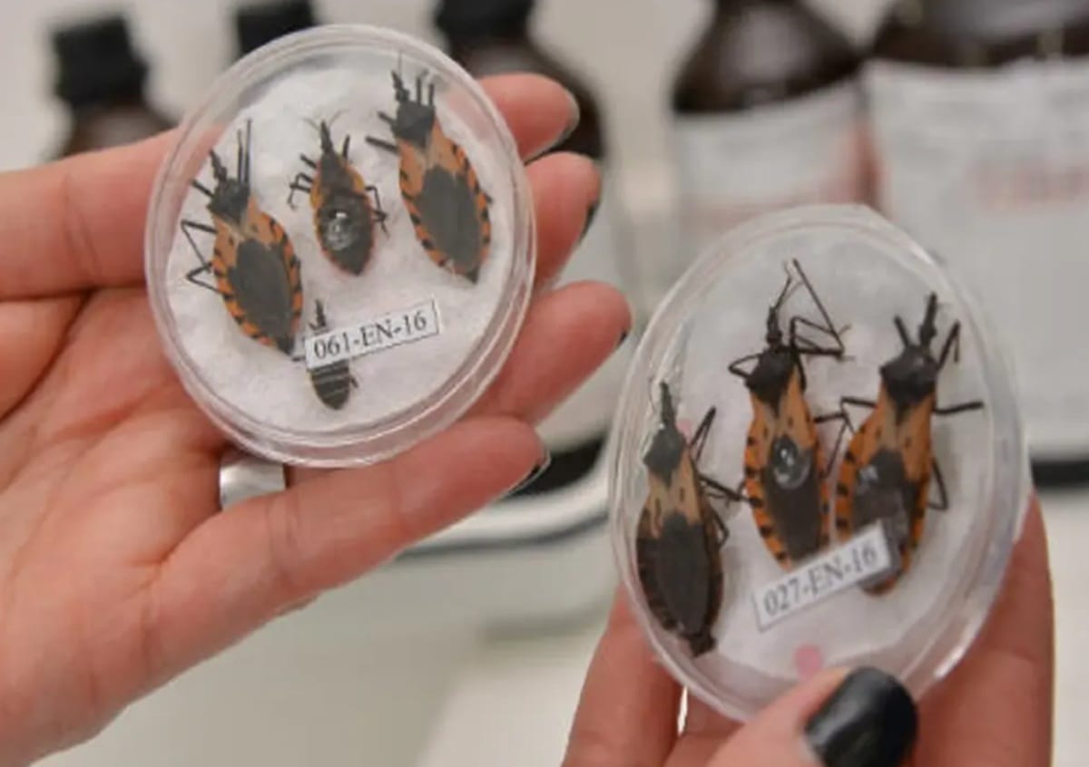 Avance de la enfermedad de Chagas genera alarma en Santander