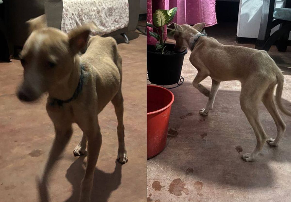 Denuncian presunto maltrato animal en zona de Piedecuesta