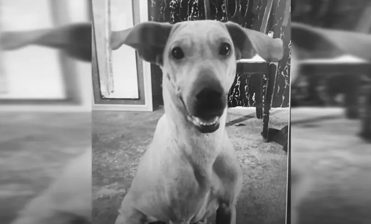 Justicia para Kyra y millonaria multa para su agresor