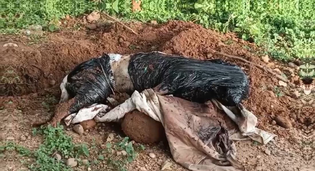 Piden procesar bajo Ley Ángel a hombre que asesinó a la perra Kyra de forma cruel en Bucaramanga