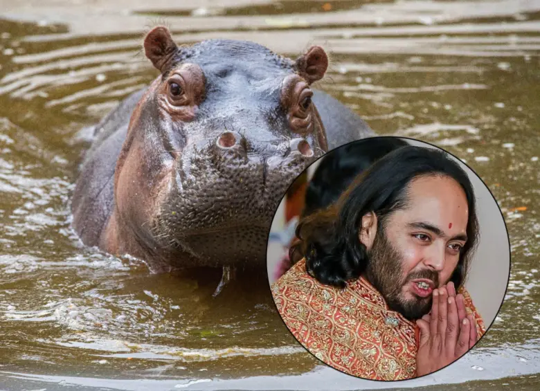 Expertos aseguran que traslado de hipopótamos a la India es "técnicamente posible"