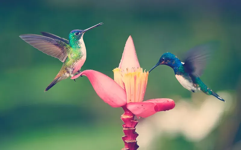 Colombia ratificó su liderazgo mundial como destino para el avistamiento de aves con más de 1.500 especies registradas