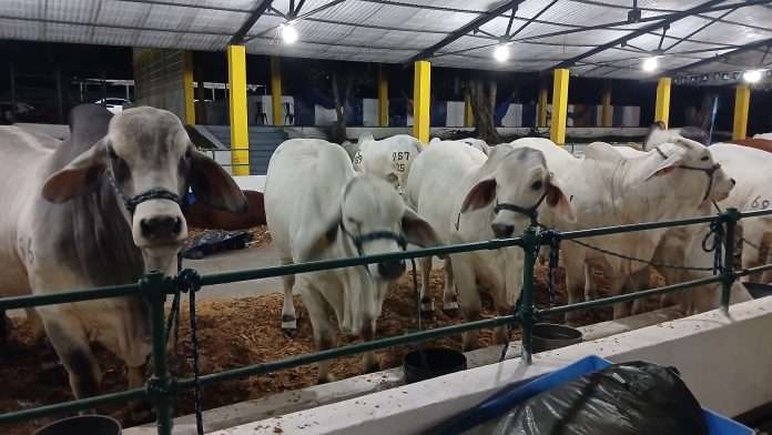 El Socorro espera millonarios negocios con su feria ganadera