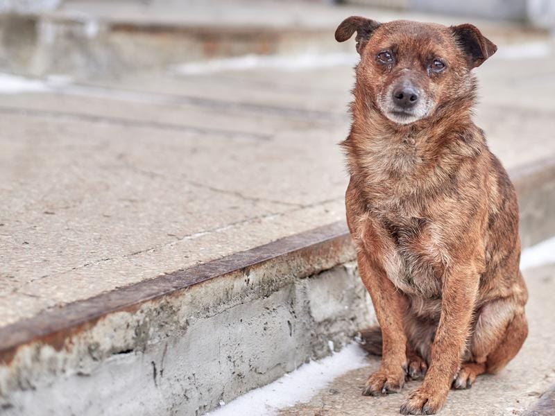 Estalla polémica en Barrancabermeja por circular contra animales: ¿A la calle los perros y gatos de los colegios?”
