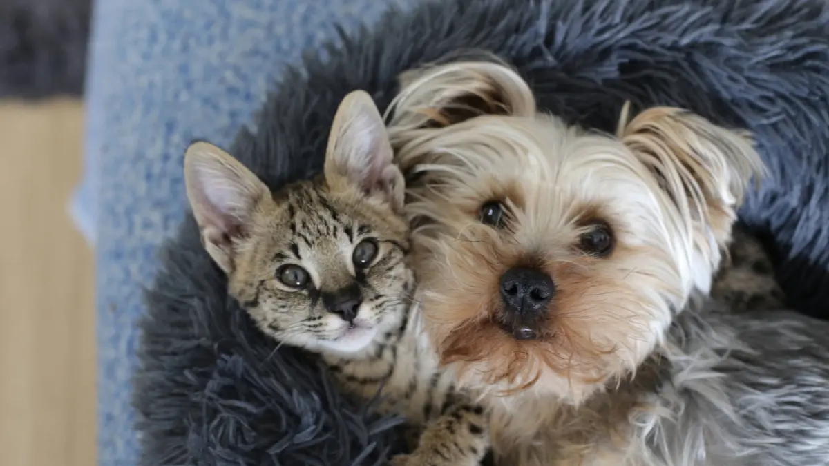 Colorado prohíbe la venta de perros y gatos en tiendas desde 2027