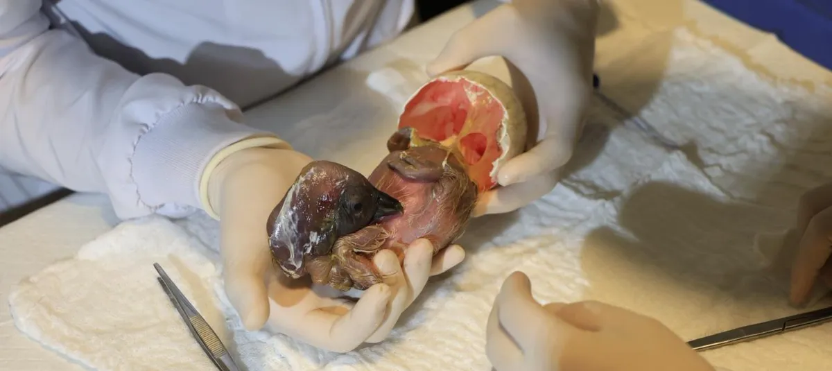 Nace Cattleya y crece la esperanza por salvar al cóndor en Colombia