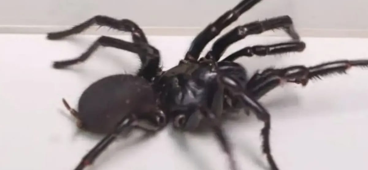 Desde México llegó el antídoto que salvó la vida de un joven santandereano mordido por una araña