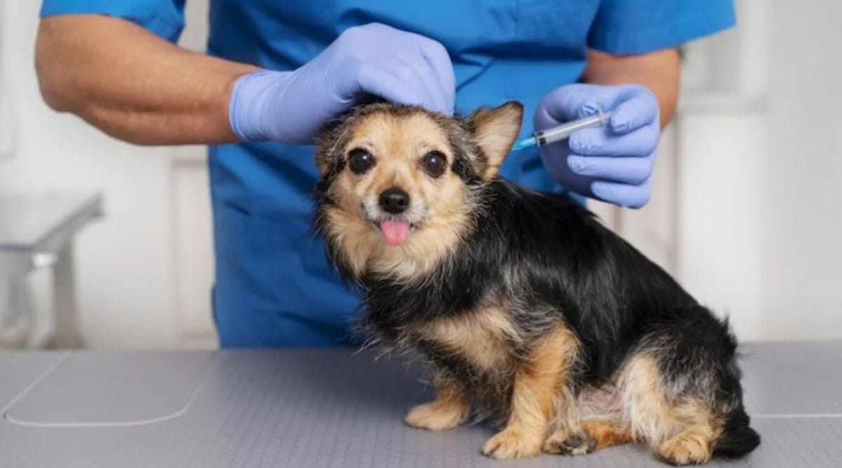 Campaña de vacunas para mascotas en Floridablanca