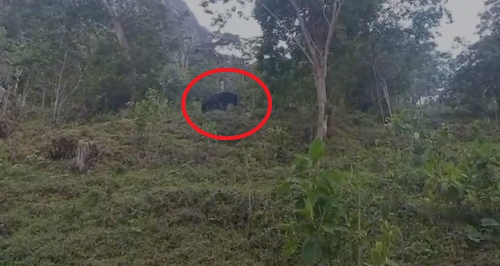 Protección y cuidados prioritarios para osos de anteojos avistados en Santander