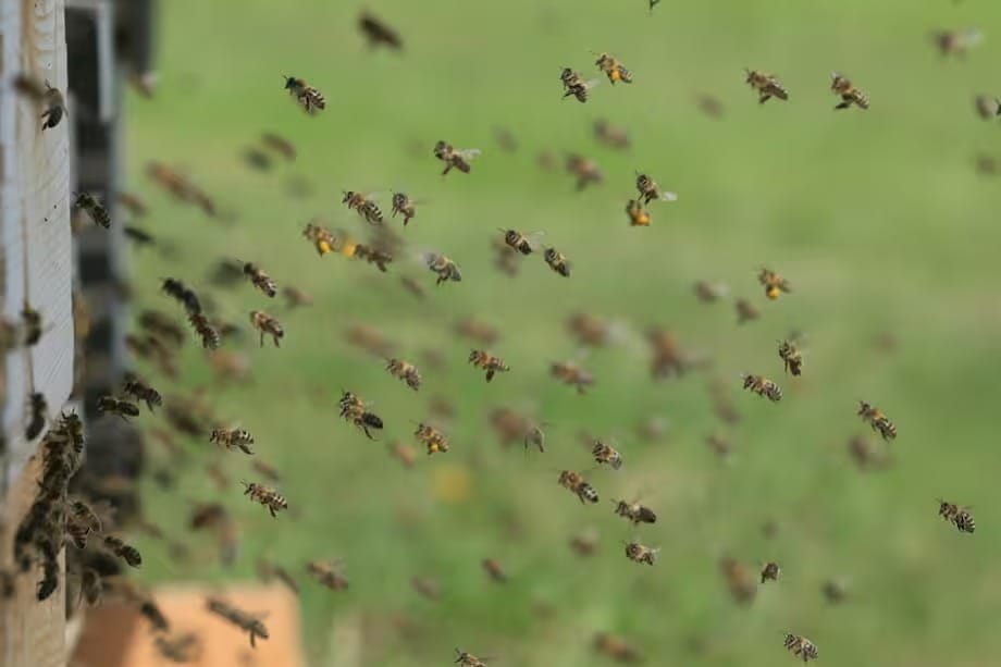 Ataque de abejas mató a adulto mayor en zona rural de Santander