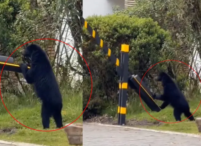 Un visitante inesperado: un oso andino sorprendió a residentes de un conjunto