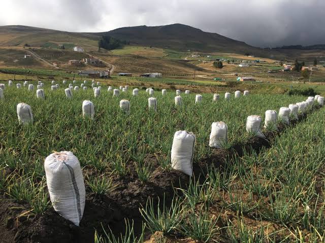 Petro permitirá vocaciones agrícolas en Santurbán