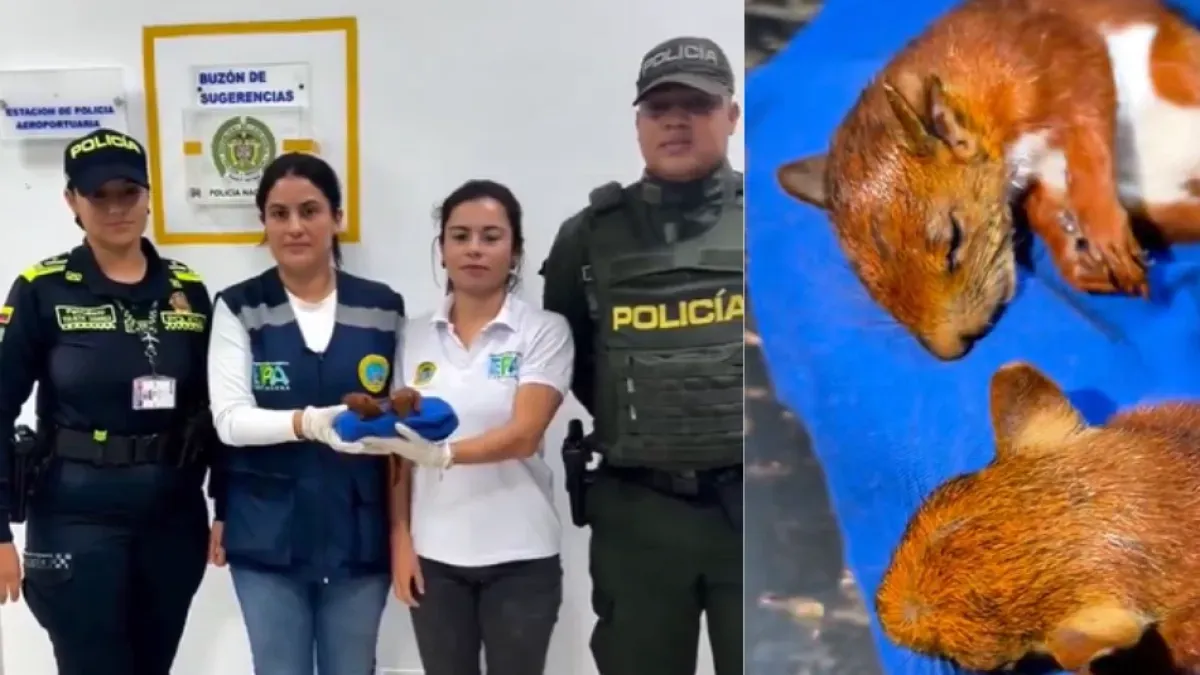 Capturan a hombre que intentó sacar dos ardillas del país ocultas en sus genitales