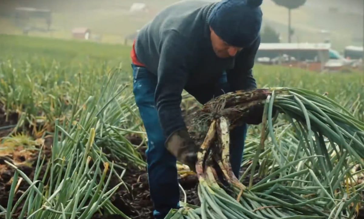 Santander es campo y trabajo  diario de agricultores que surten las despensas del departamento