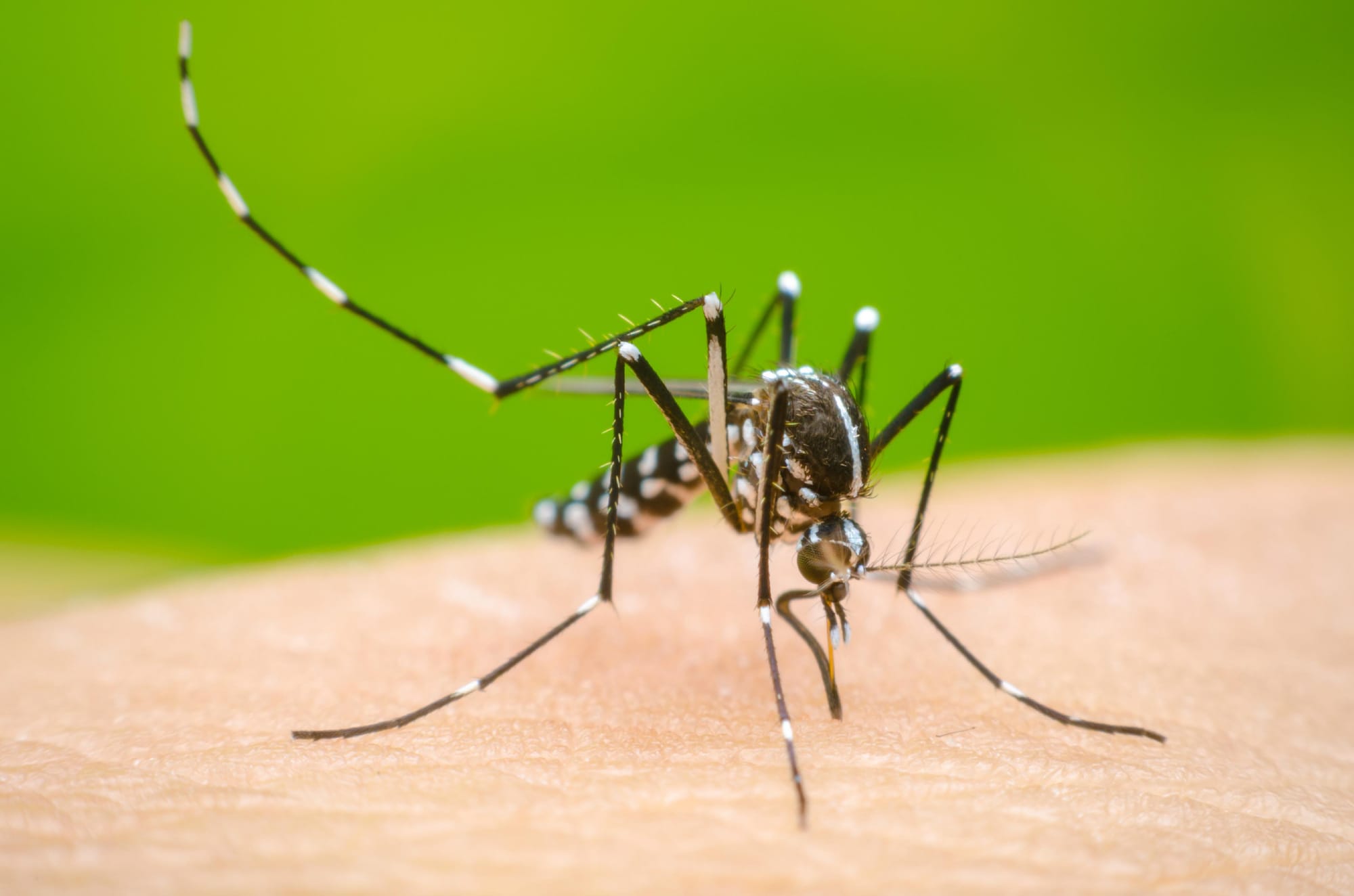 El dengue gana terreno: calor y sequías por El Niño podrían disparar contagios en Colombia