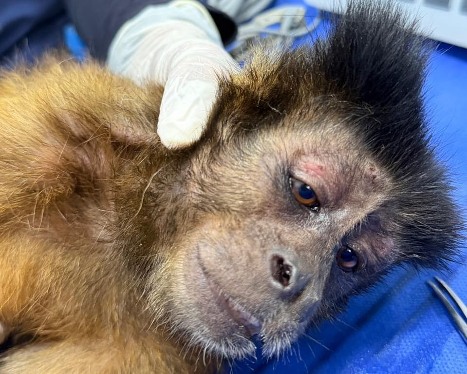 Lo arrancaron de la selva para encerrarlo en una jaula: la historia del mono maicero rescatado por la CDMB en Floridablanca