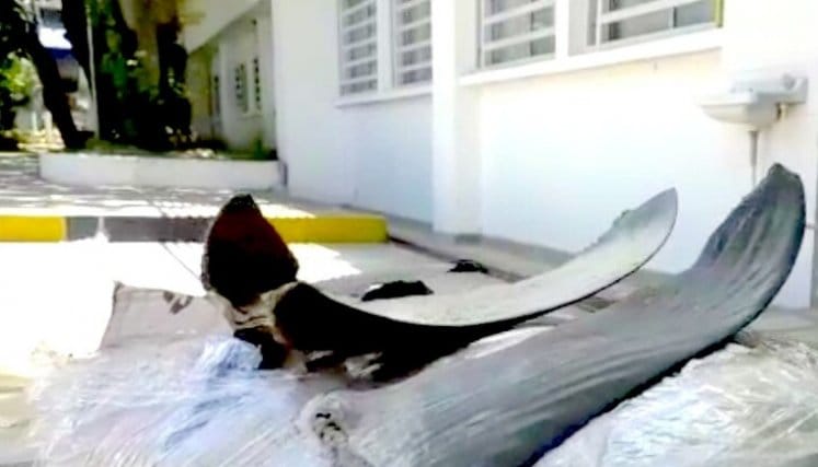 El oscuro negocio detrás de 300 aletas de tiburón: seis personas fueron llevadas ante la justicia