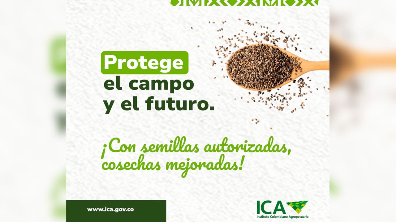 Por fenómeno de El Niño y la utilización de semillas no autorizadas pueden incrementar el riesgo en el fracaso de los cultivos