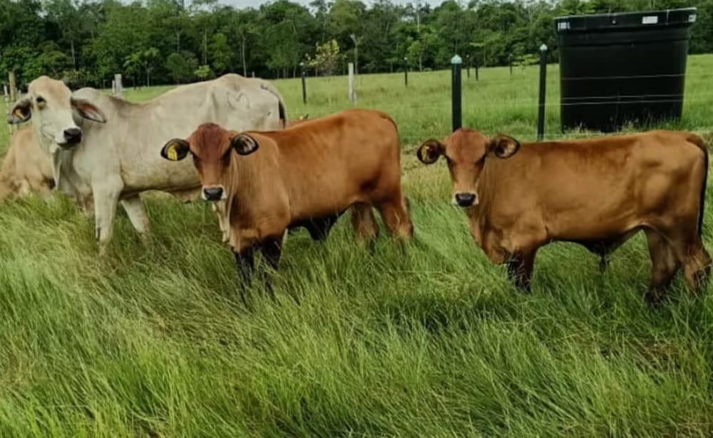 Grave riesgo por presencia de animales en las vías de Girón