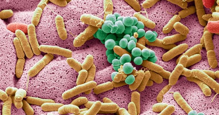 La microbiota intestinal: cómo los hábitos diarios y las vacaciones pueden afectar la salud digestiva