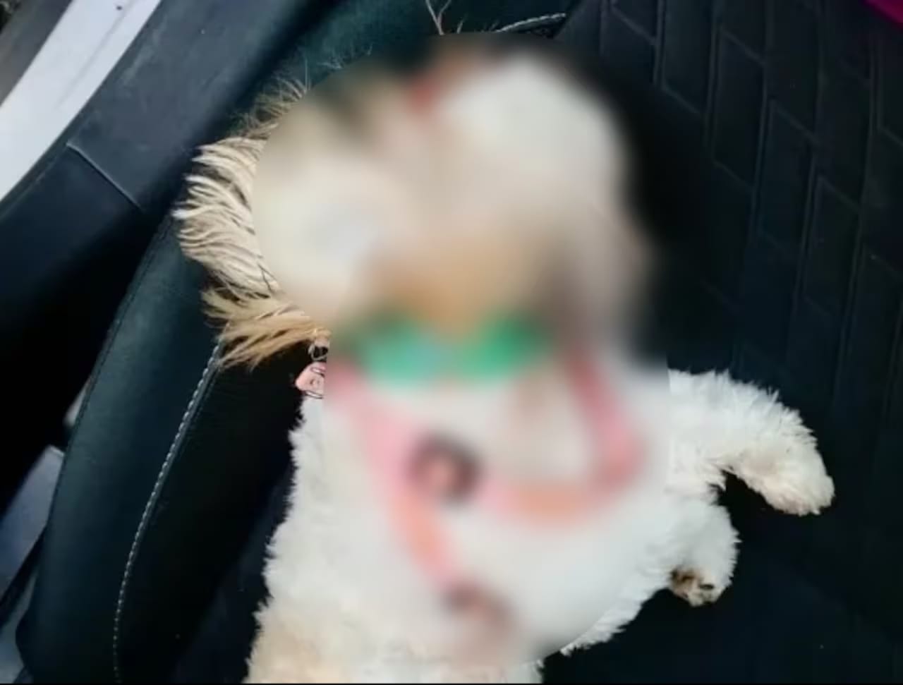 Lanzó a una cachorra desde un octavo piso luego de agredir a su pareja