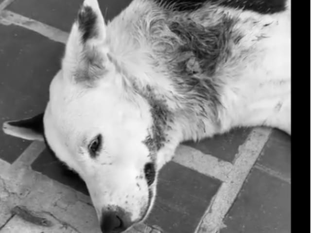 Indignación en Bucaramanga: reportan perro gravemente herido y piden ayuda urgente para salvarlo