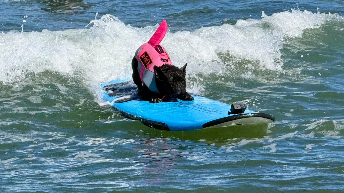 Perros desafiaron las olas en el Mundial de Surf Canino de California