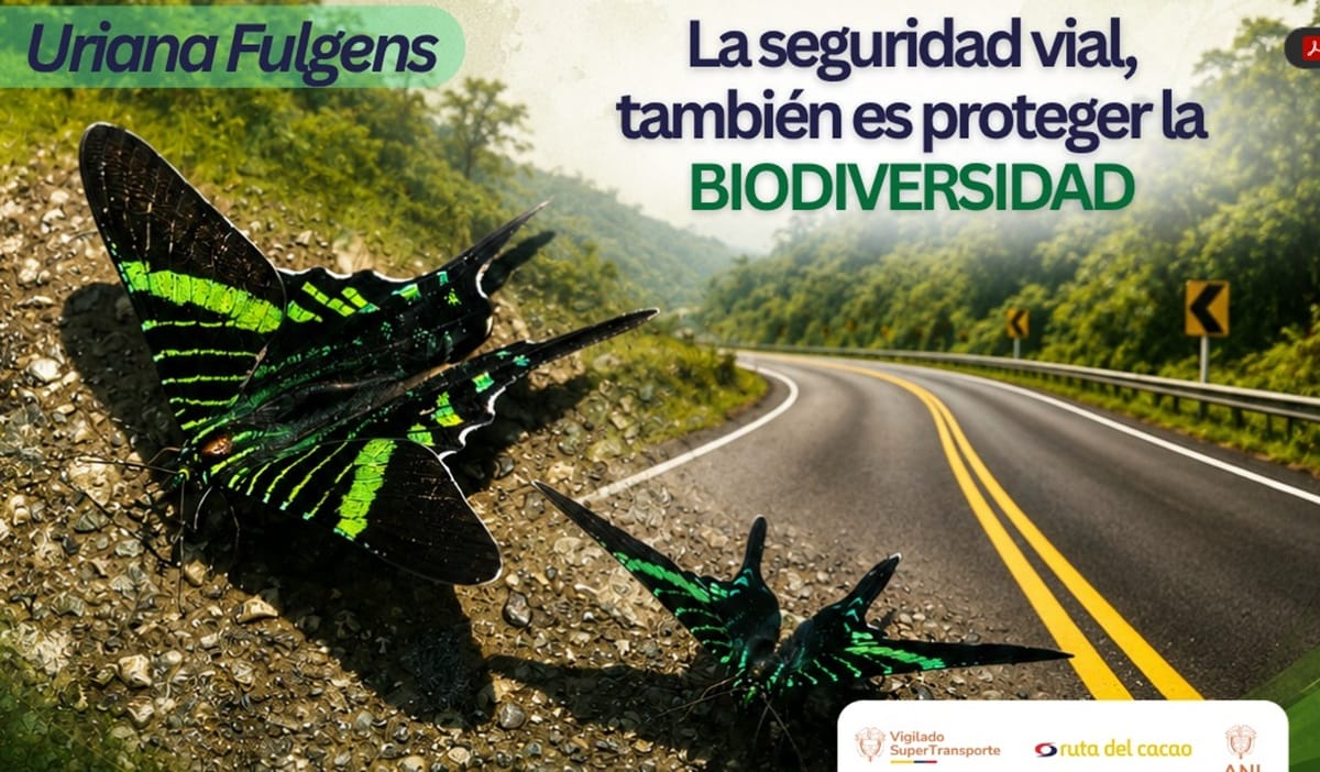 Llamado a la población para proteger migración de mariposas en la Ruta del Cacao