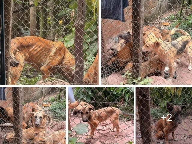 Comunidad de Piedecuesta denuncia abandono de seis perros en lote