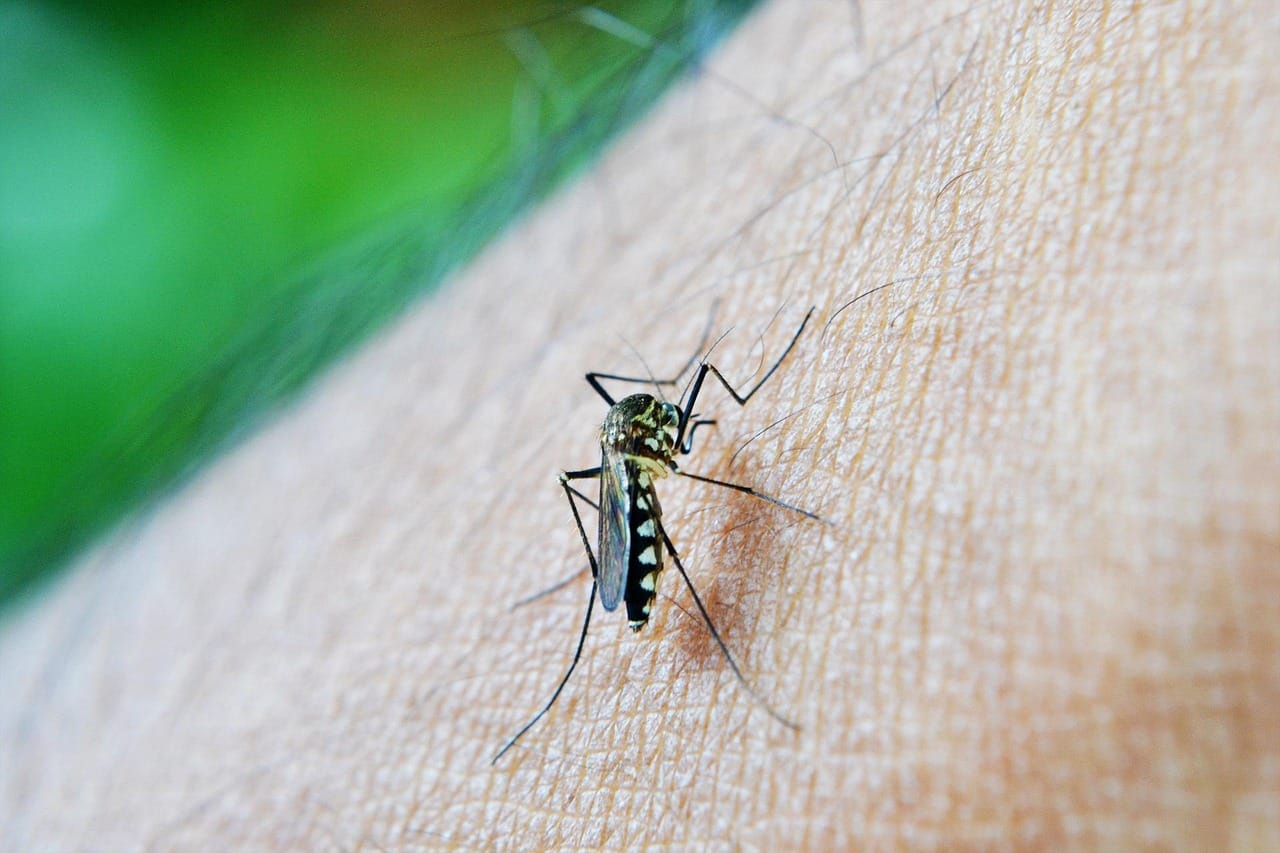 Takeda y la OPS impulsan nuevo acuerdo para ampliar el acceso a la vacunación contra el dengue en América Latina