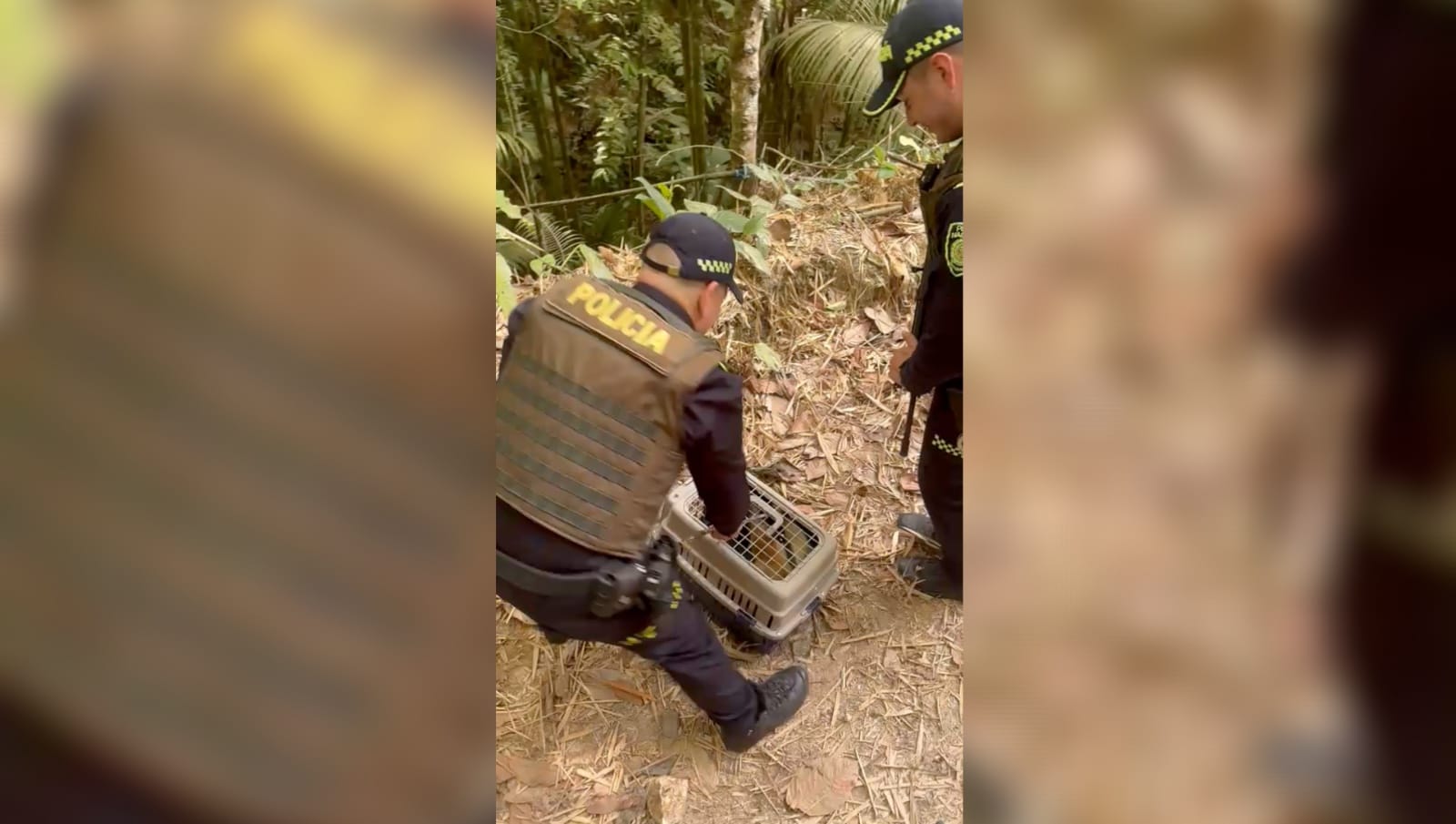 Policía rescata oso hormiguero que apareció herido en un hotel en Santander