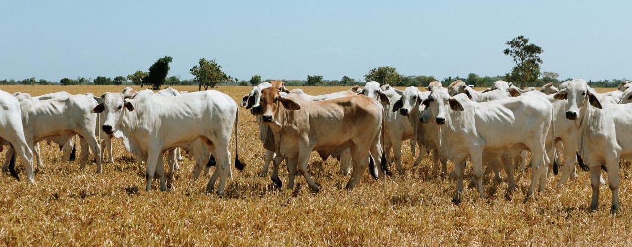 Desmienten masacre de ganado atribuida al fenómeno de El Niño