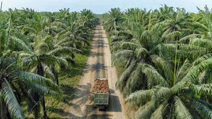 El 'gap' de la refinación: la millonaria oportunidad de inversión extranjera en el aceite de palma colombiano