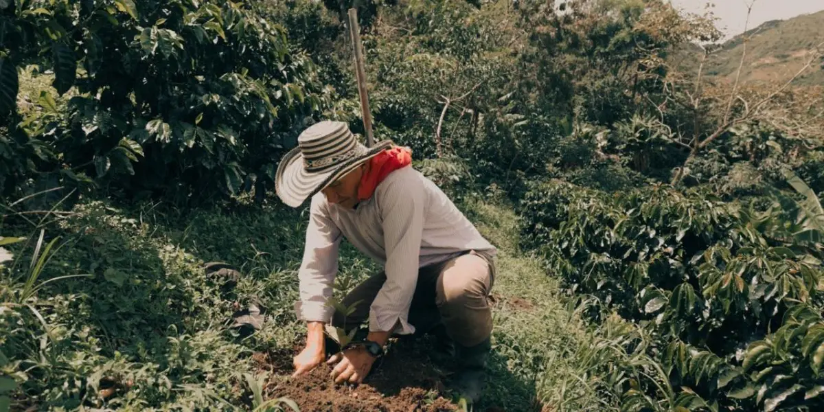 Federación de Cafeteros aumenta pago por pasilla ante efectos del fenómeno de El Niño