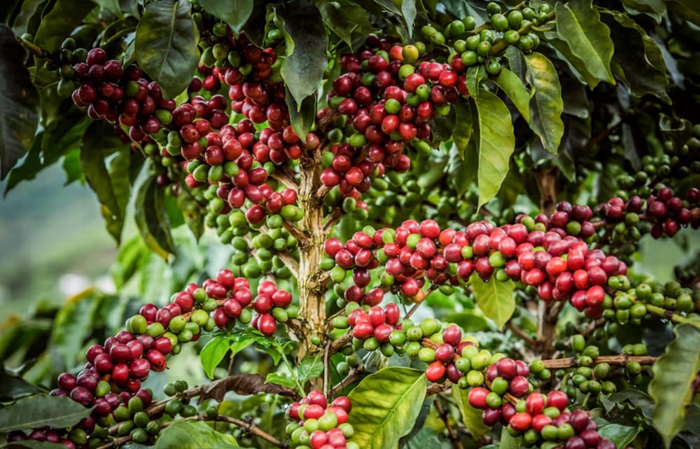 Cafeteros de Aratoca piden ayuda debido al fuerte verano que diezma sus cosechas