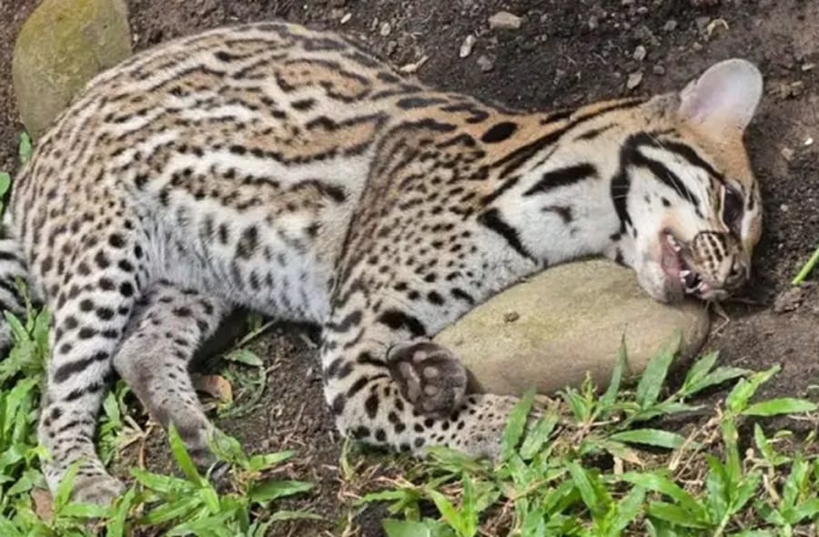 Hallado muerto un leopardo  en Cabecera del Llano, Bucaramanga