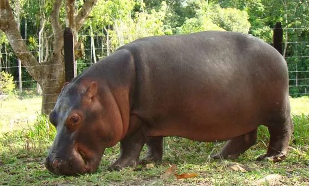 Medidas especiales de seguridad por presencia de hipopotamos en Barrancabermeja