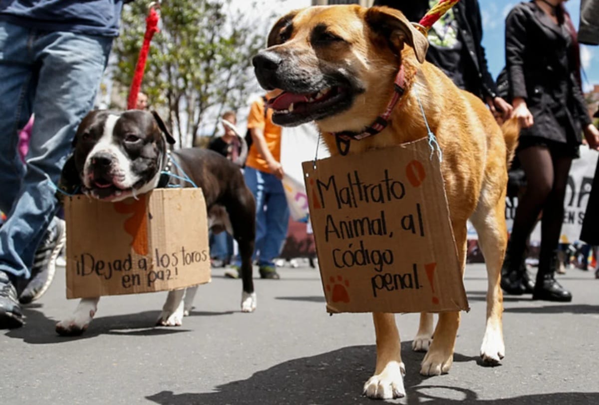 Bucaramanga se une a la marcha nacional contra el maltrato animal