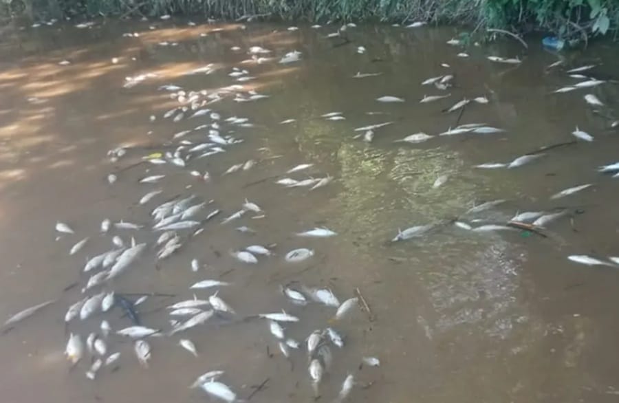 Volvió a presentarse mortandad  de peces en el río Lebrija,en Santander
