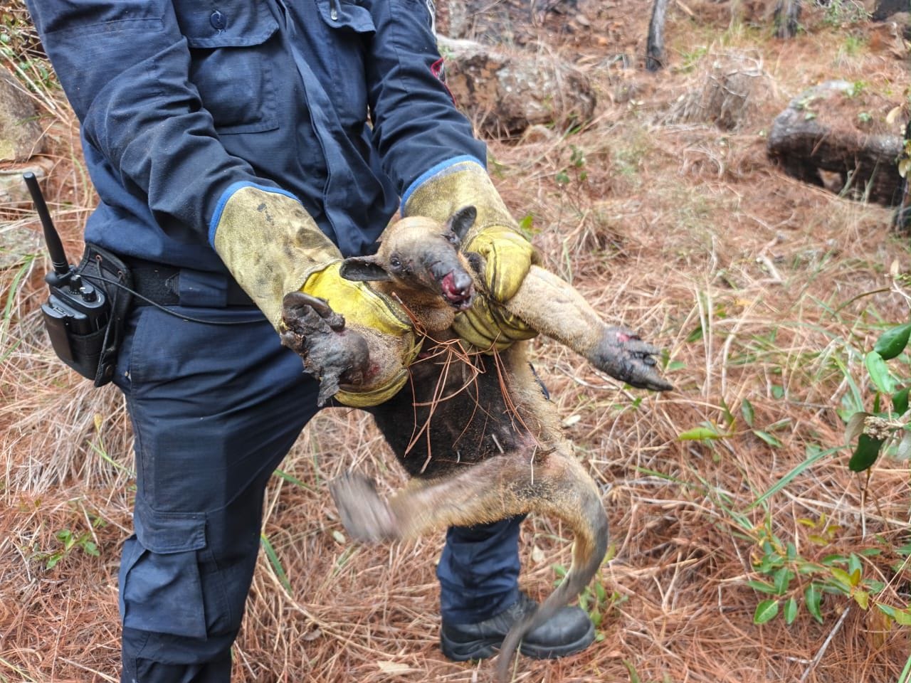 Fauna silvestre, la otra víctima de los incendios forestales en Girón