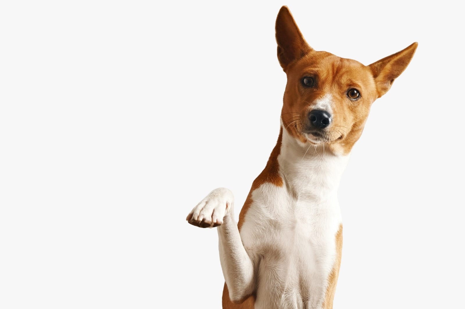 Adoptar es solo el primer paso: claves para ayudar a un perro a adaptarse a su nuevo hogar