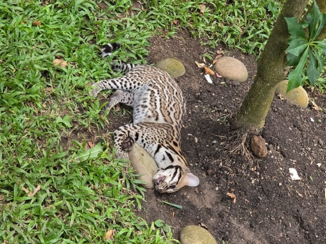 Hallan muerto un ejemplar de fauna silvestre en un jardín de Cabecera, Bucaramanga