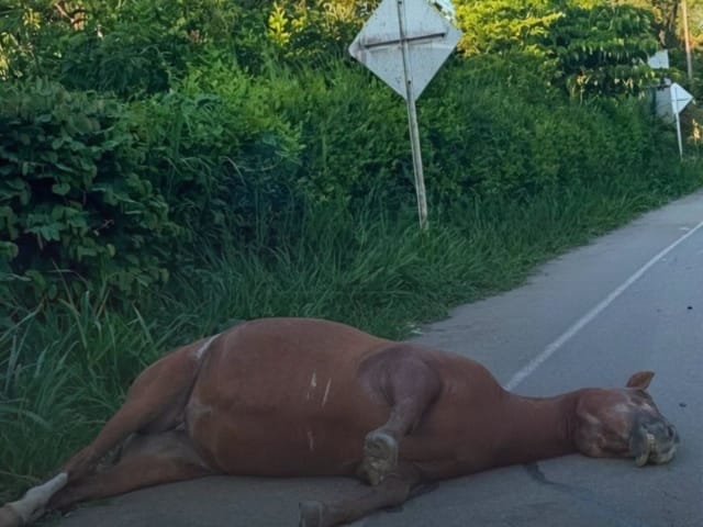 Caballo muerto terminó abandonado sobre carretera en Santander