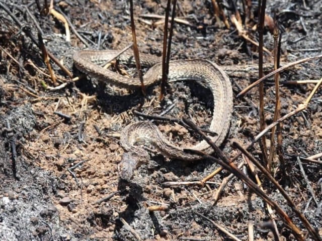 Más de 20 hectáreas en cenizas: la tragedia que arrasó con la fauna en Girón